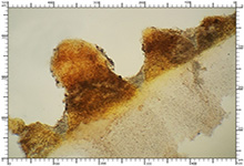 Elaphomyces muricatus